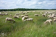 Beweidung mit Schafen