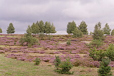 Heideblüte