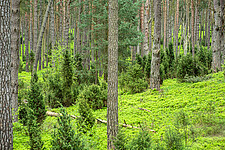 Wacholder-Kiefernwald südlich Altwarp