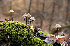 Pilze im Herbstwald