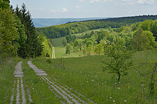 Ehemaliger Kolonnenweg, Wald und Offenland