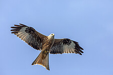 Roter Milan (Milvus milvus)