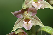 Breitblättrige Stendelwurz (Epipactis helleborine)