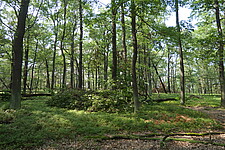 Windwurf in lichtem Eichenwald