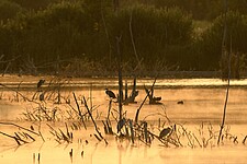 Morgenstimmung mit Graureihern (Ardea cinerea) bei Brietzer Teichen