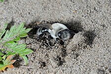 Weibchen der Weiden-Sandbiene (Andrena vaga)