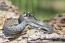 Ringelnatter (Natrix natrix)