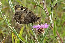 Berghexe (Chazara briseis)