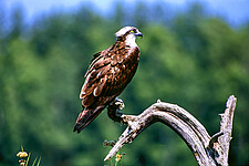 Fischadler (Pandion haliaetus)