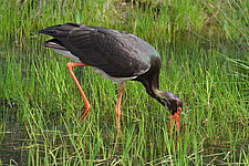 Schwarzstorch (Ciconia nigra)