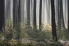 Morgensonne im Kiefernwald
