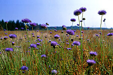 Berg-Sandglöckchen (Jasione montana)