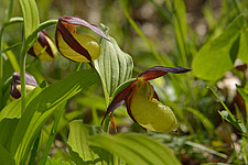 Frauenschuh (Cypripedium calceolus)