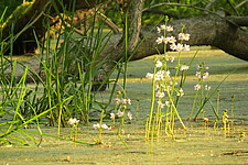 Wasserfedern (Hottonia palustris)