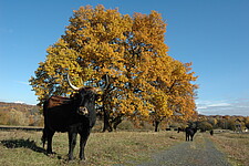 Beweidung mit Taurusrindern
