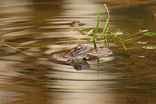 Moorfrosch (Rana arvalis)