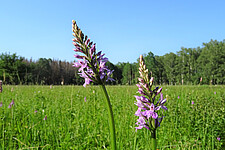 Fuchs‘ Knabenkraut (Dactylorhiza fuchsii) auf Kaiserwiese