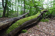Laubwald mit liegendem Totholz