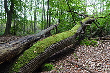 Laubwald mit liegendem Totholz