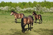 Exmoor-Ponys