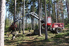 Holzentnahme nach Borkenkäferbefall