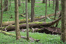 Frühlingswald mit Totholz bei Scharfenberg
