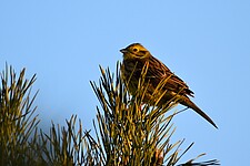 Goldammer (Emberiza citrinella)