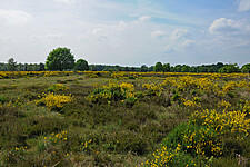 Ginsterblüte in der Sandheide im Bereich Geisterbusch