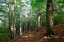 Buchenwald