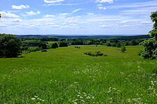 Mähwiese