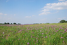 Kanten-Lauch (Allium angulosum)