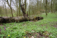 Kirschentotholz und Frühjahrsblüher