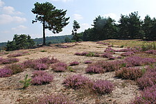 Offensand-Zwergstrauchheide