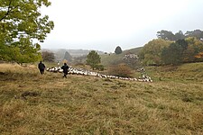 Schäfer mit Schafsherde