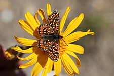 Goldener Scheckenfalter (Euphydryas aurinia)