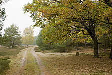 Waldweg im Mischwald