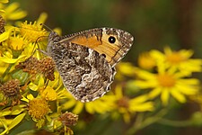 Rostbinde (Hipparchia semele)