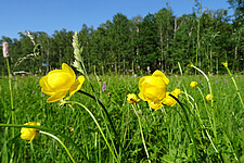 Trollblume (Trollius europaeus) auf der Kaiserwiese