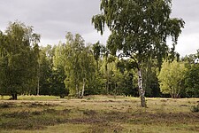 Heidelandschaft und Wald