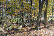 Görlsdorfer Wald