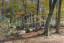 Görlsdorfer Wald