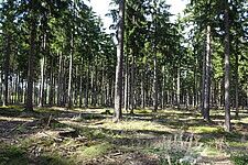 Fichtenforst