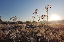Winteraspekt Hochstaudenflur an der Warnow