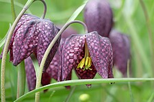 Schachblume (Frittilaria meleagris)
