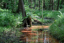 Gehrener Mühlbusch