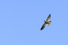 Baumfalke (Falco subbuteo) bei Brietzer Teichen