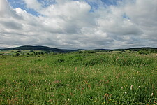 Blühende Bergwiese