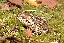 Knoblauchkröte (Pelobates fuscus)