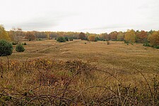 Offenland mit Wald im Hintergrund