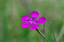 Heide-Nelke (Dianthus deltoides)